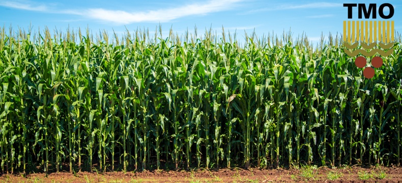 2025 Yılı Mısır Alım Fiyatları Belirlendi