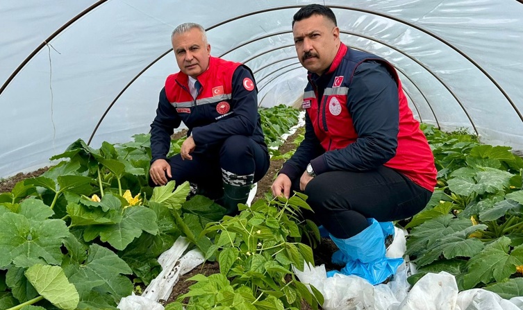 Alçak tünel yetiştiriciliği önemli bir üretim yöntemi