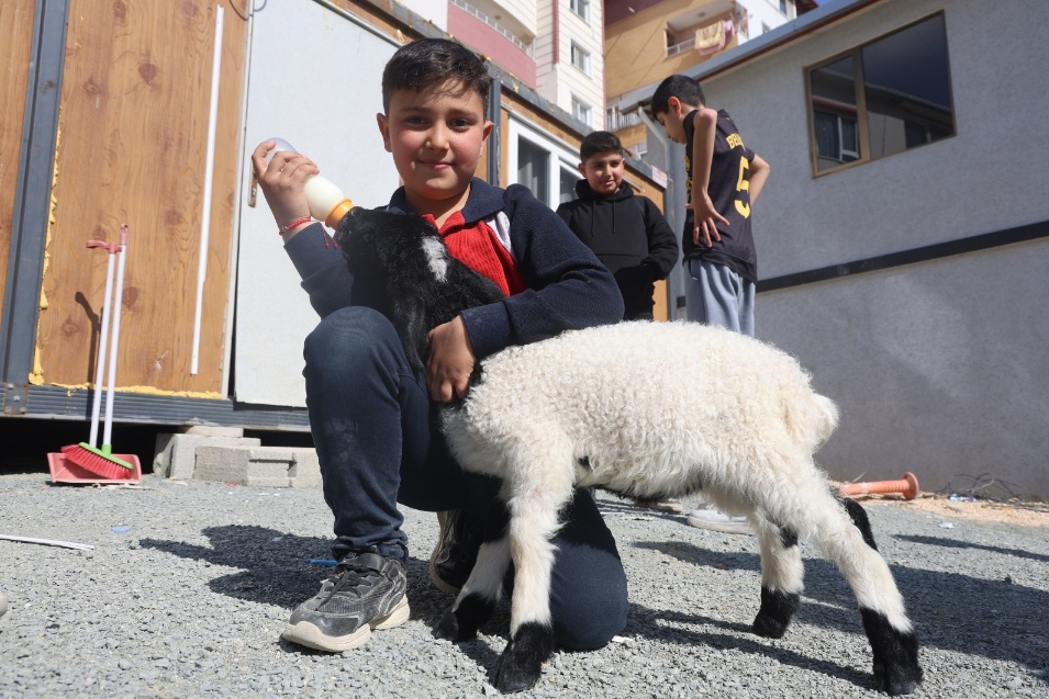 Biberonla Büyüyen Boncuk Kuzu Mahallenin Maskotu Oldu