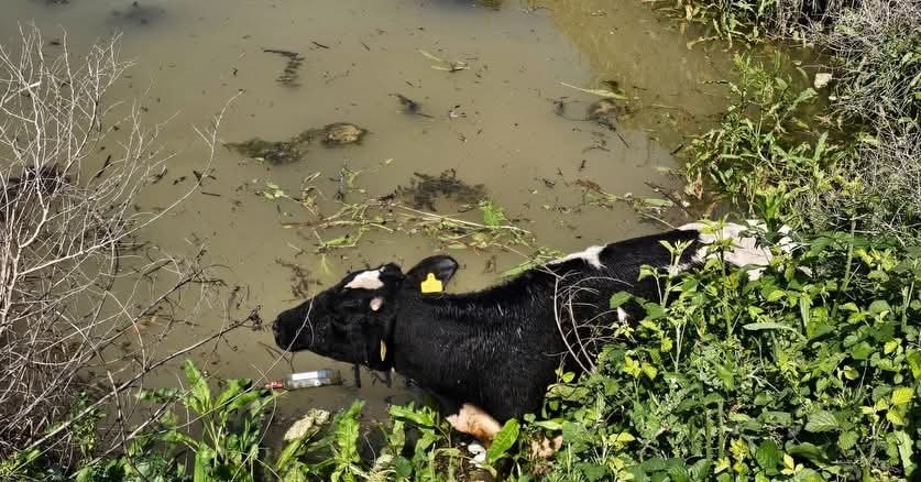 Antakya’da Su Kanalına Düşen İnek Kurtarıldı