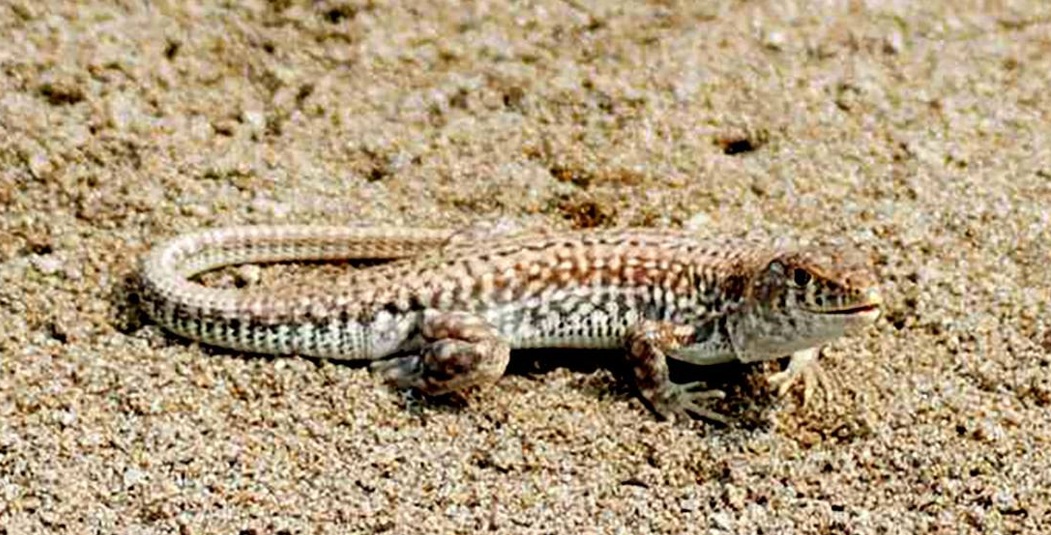 Çevrecilerden İskenderun Kertenkelesi için güç birliği haber fotoğrafı