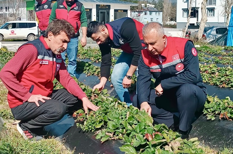 Çilek yetiştiriciliği önemli bir gelir kaynağı