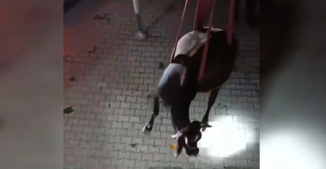 Dama Çıkan İnek Vinçle İndirildi!