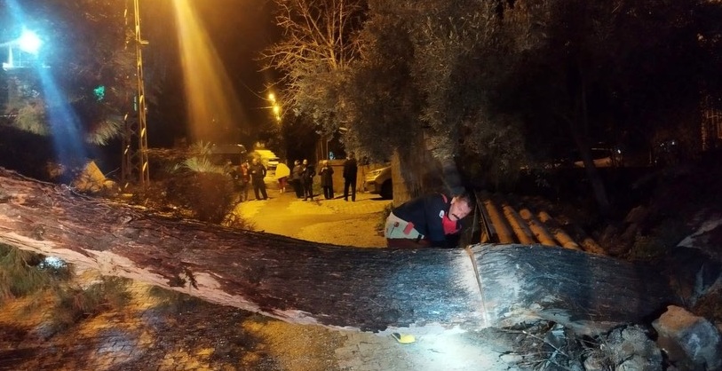 Devrilen ve tehlike arz eden ağaç kesildi