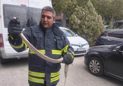 Evlere giren yılanlar yakalandı