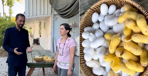 Hatay Sarısı İpeği Coğrafi İşaret Tescili Aldı