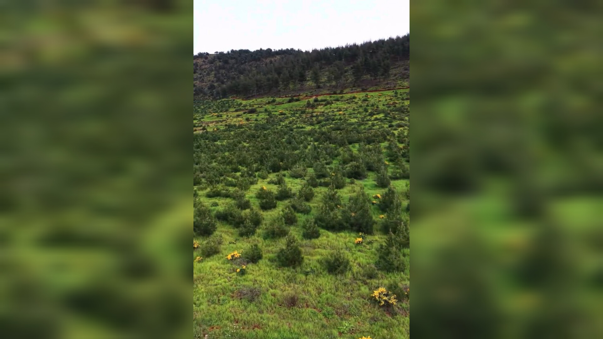 Hatay’da 196 Hektarlık Yeşil Alan Koruma Altında