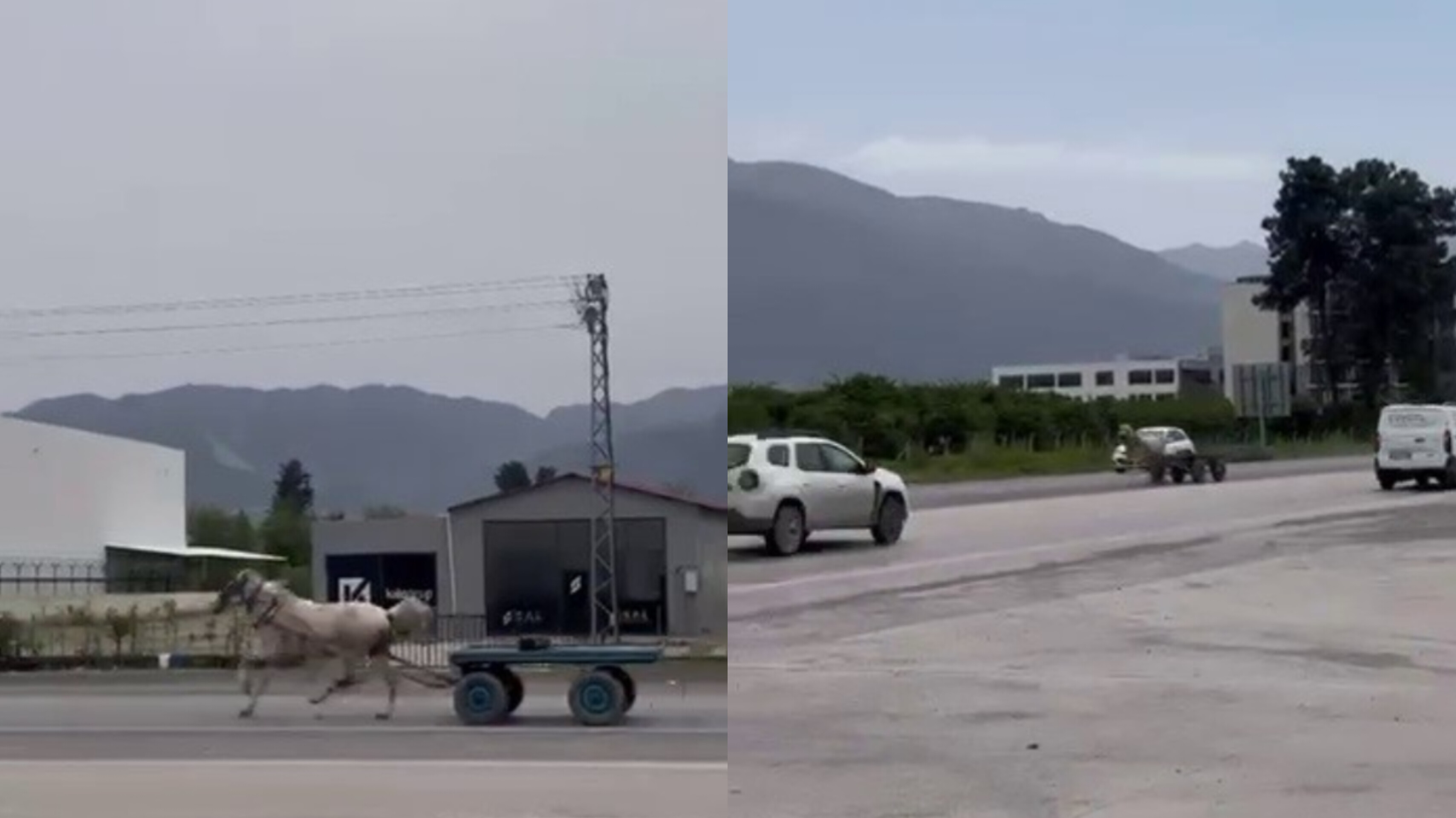 Hatay’da Kaçak At Trafiği Karıştırdı