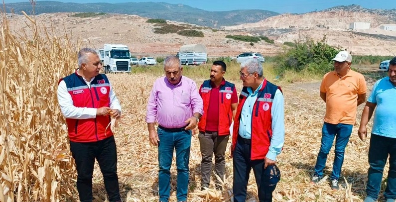 Hatay’da Mısır Hasadı Başladı