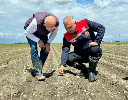 Hatay’da Sel ve Donun Tarıma Etkisi Sahada İncelendi