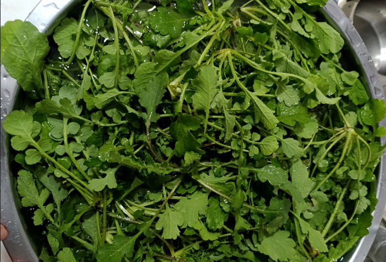 Hatay’ın Yenilebilir Otları