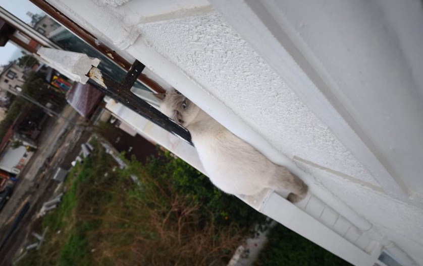 Kurtarılan kedi sahibine teslim edildi