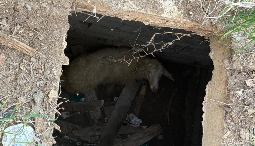 Kuyuya düşen koyun kurtarıldı