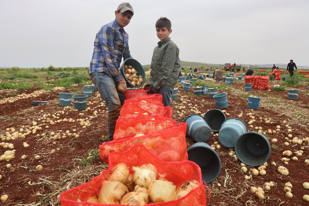 Reyhanlı’da Bereketli Soğan Hasadı Başladı