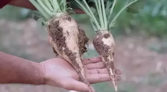 Şeker pancarı alım fiyatı 3 bin 100 TL olarak güncellendi