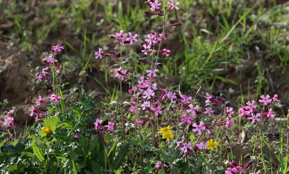 Şubat Ortasında Bahar Sürprizi: Altınözü’nde Çiçekler Açtı haber fotoğrafı