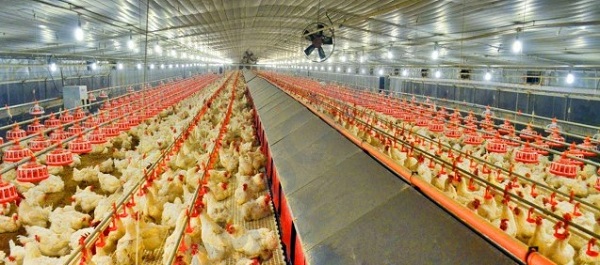 Tavuk eti üretimi 188 bin 613 ton oldu!