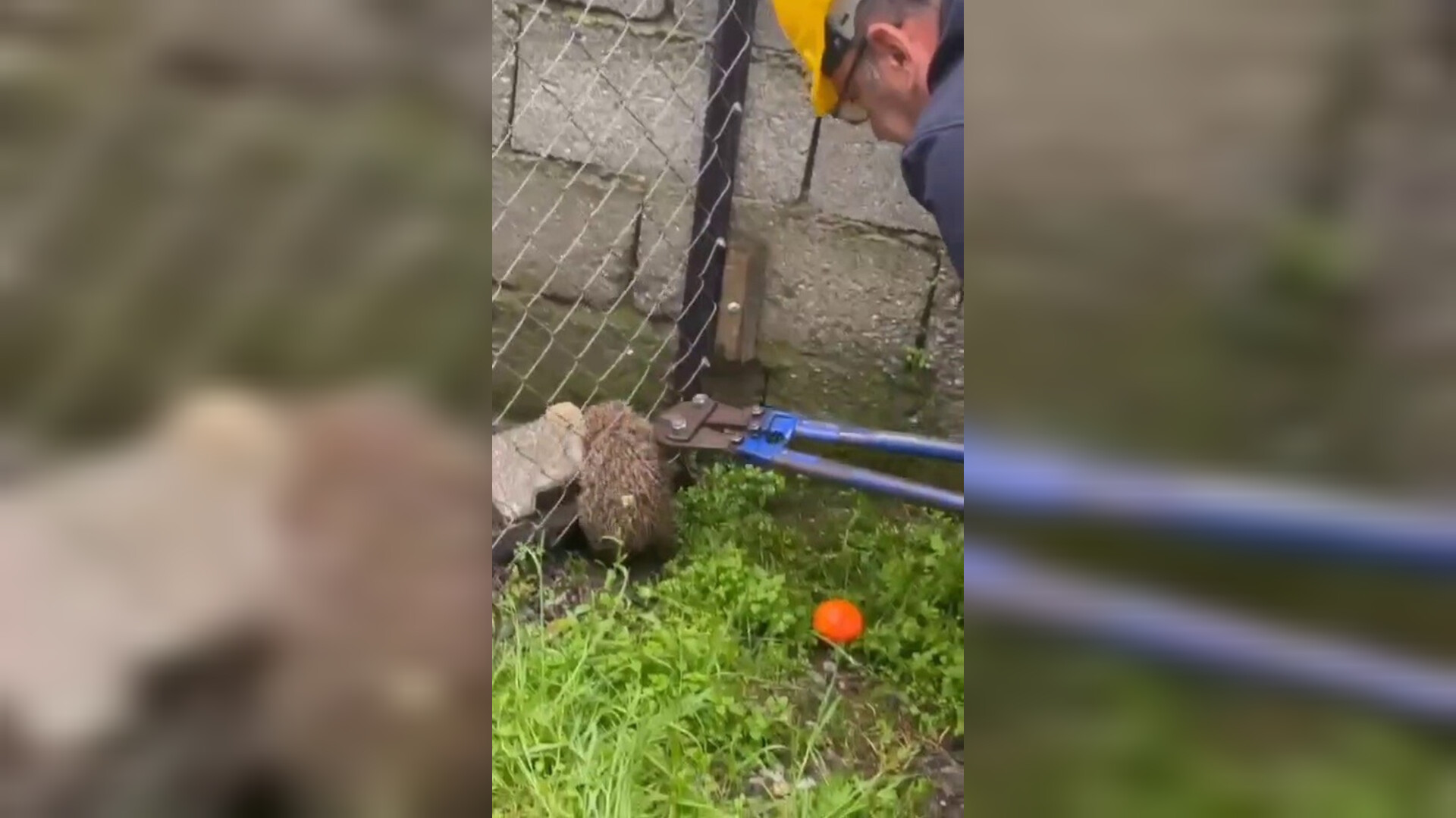 Tel Örgüye Sıkışan Kirpi Kurtarıldı