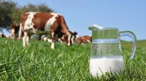 Ticari süt işletmelerince 843 bin 876 ton inek sütü toplandı!