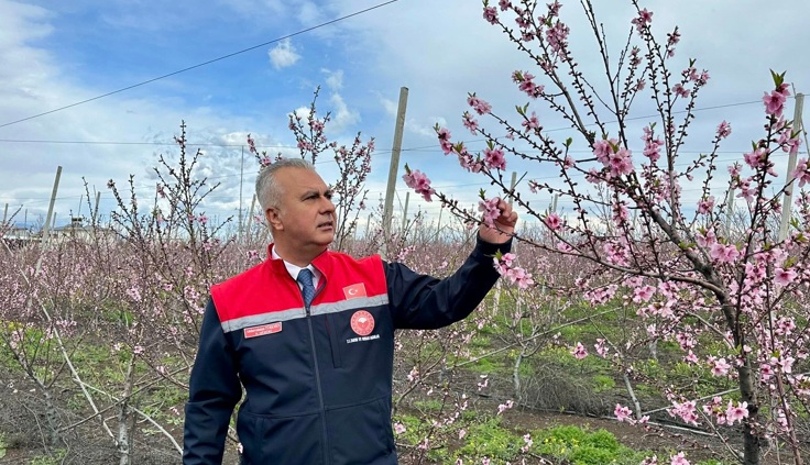 Türkmen, meyve bahçelerinde inceleme yaptı
