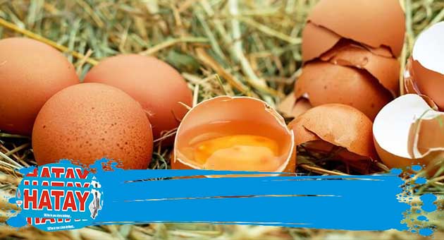 Yumurta ve tavuk eti üretimi arttı